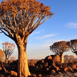Quintessential Afrikaans Experience In Namibia