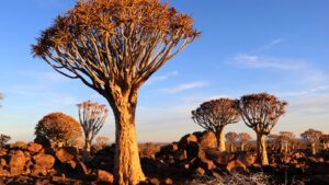 Read more about the article Quintessential Afrikaans Experience In Namibia