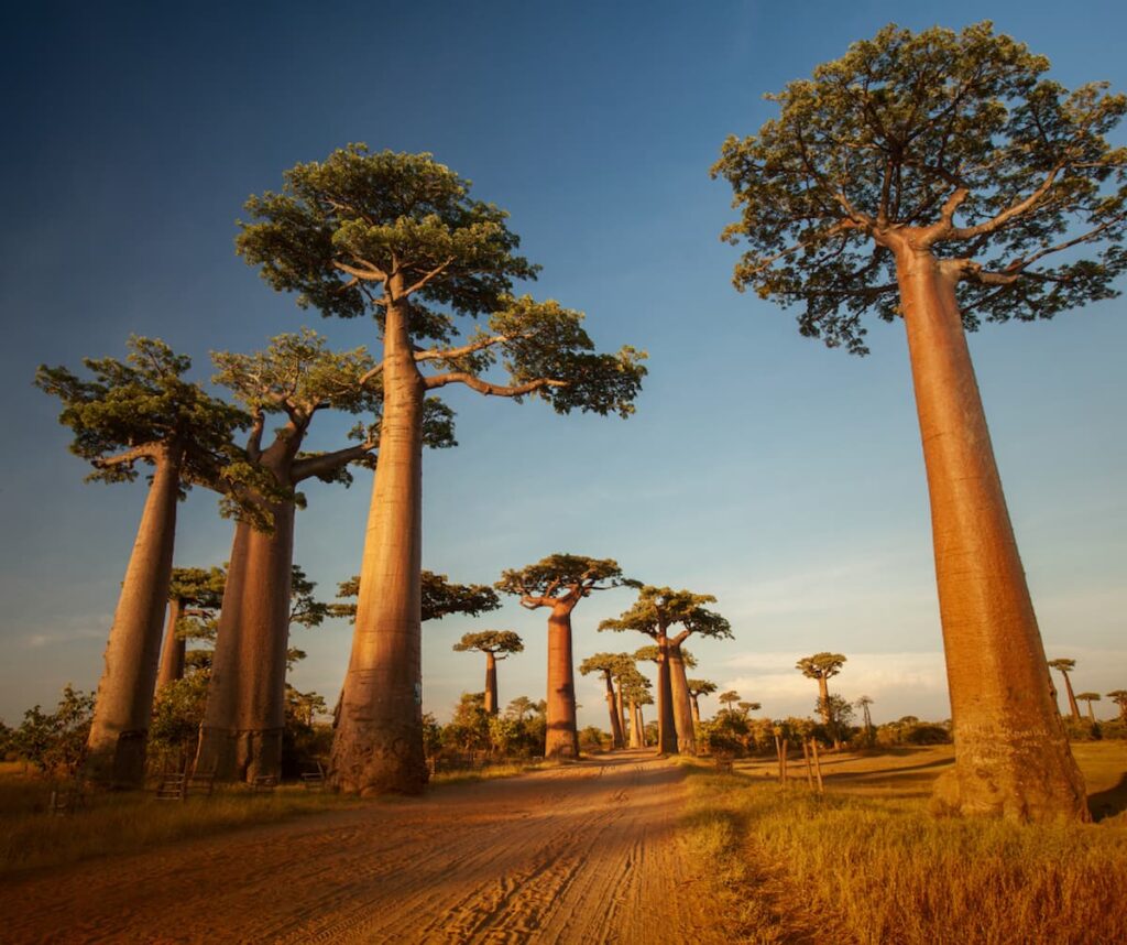 Baobabs in madagascar - bucketlist travel