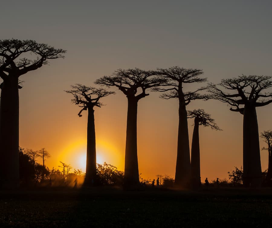 Baobabs in madagascar - bucketlist travel