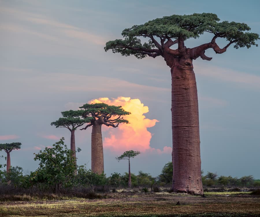Baobabs in madagascar - bucketlist travel