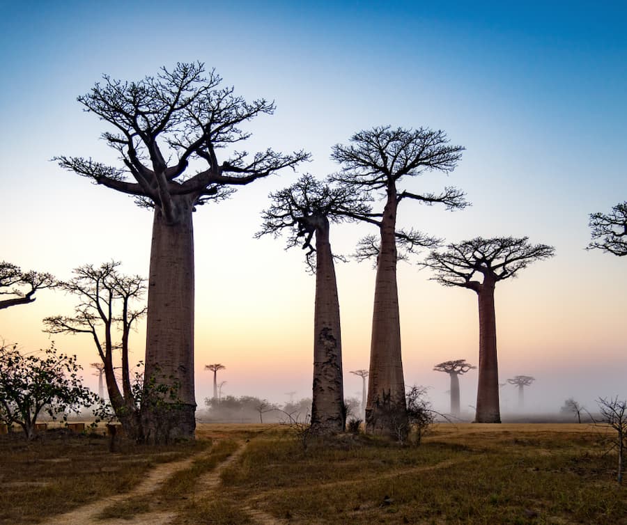 Baobabs in madagascar - bucketlist travel