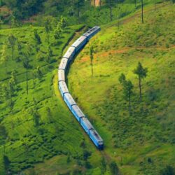 Tea Time Bliss: A Journey through the Serene Plantations of Sri Lanka