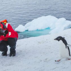 Immerse Yourself: A Close Encounter with Antarctica’s Enchanting Wildlife