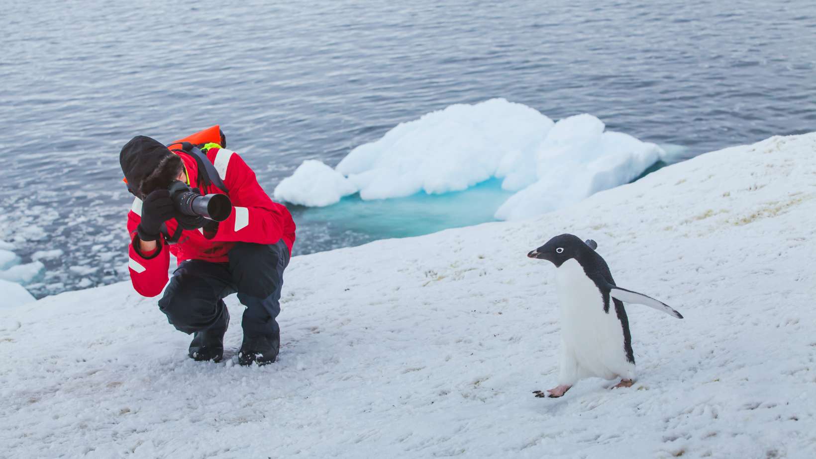 You are currently viewing Immerse Yourself: A Close Encounter with Antarctica’s Enchanting Wildlife