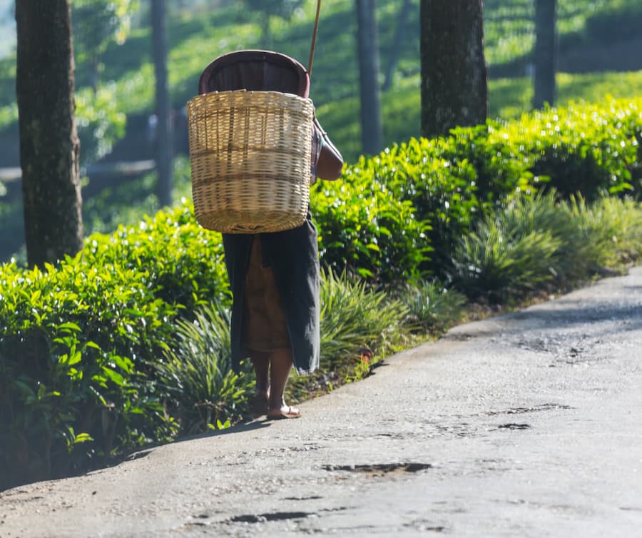 tea cultivation in sri lanka