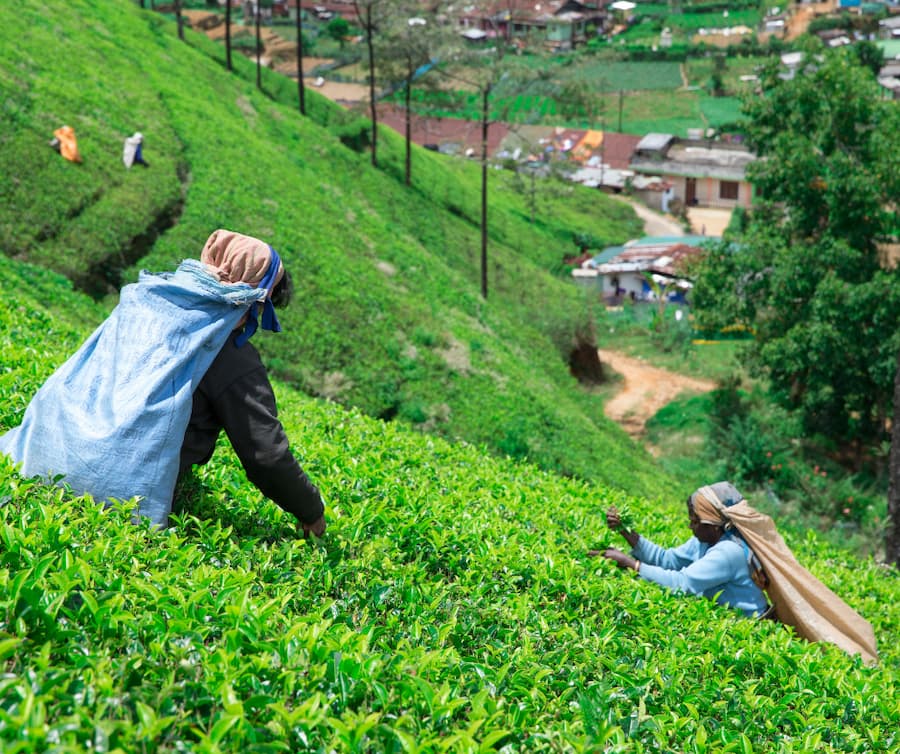 local tea pickers in sri lanka