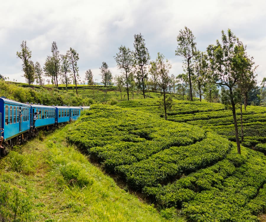 The Journey of Tea - Places in srilanka
