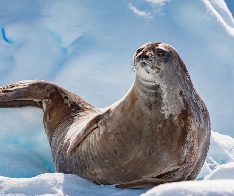 Weddell seal of antartica