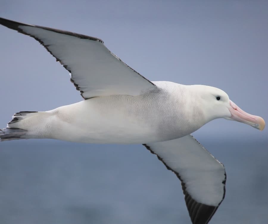 Flying Wandering Albatross, Snowy Albatross, White-Winged Albatross or Goonie, diomedea exulans, Antarctica