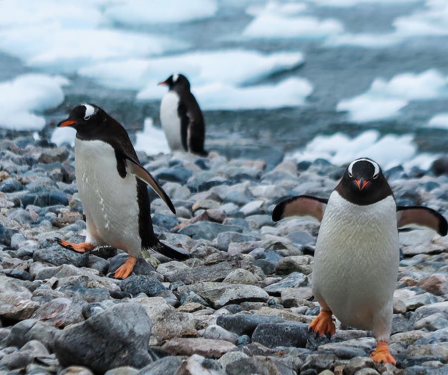 Penguins in antartica