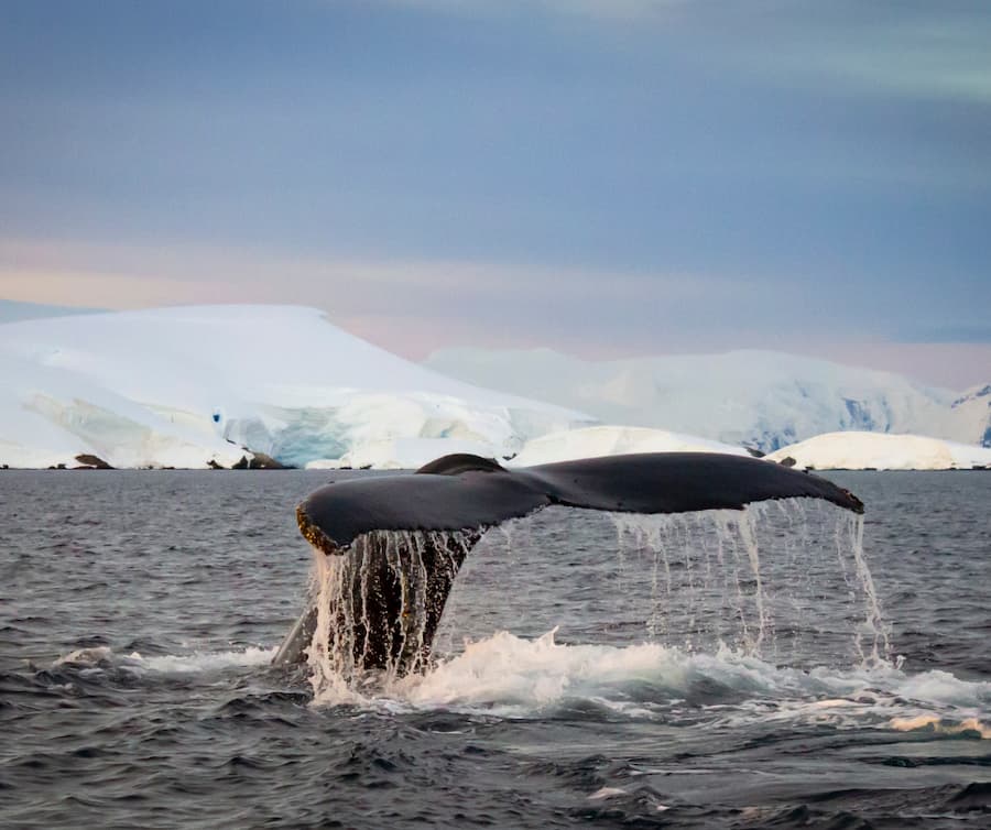 Whales of Antarctica