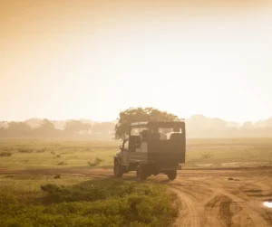 Yala National Park:
