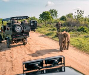 Udawalawe National Park: