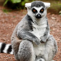 Wildlife Encounters in Madagascar: A Nature Lover’s Paradise