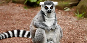 Read more about the article Wildlife Encounters in Madagascar: A Nature Lover’s Paradise