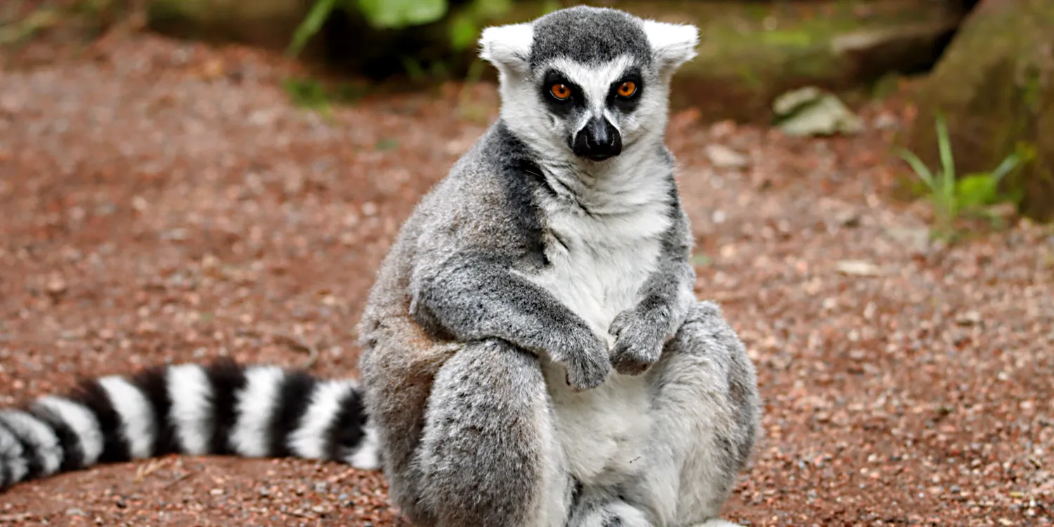 You are currently viewing Wildlife Encounters in Madagascar: A Nature Lover’s Paradise