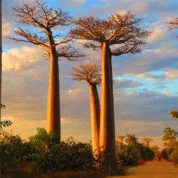 Unveiling Madagascar’s Natural Treasures: An Odyssey Beyond Imagination