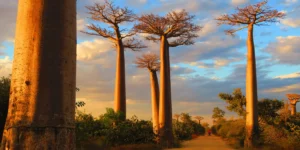 Read more about the article Unveiling Madagascar’s Natural Treasures: An Odyssey Beyond Imagination
