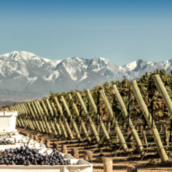Mendoza’s Wine Revolution: A Tasting Tour through Argentina’s Vineyards