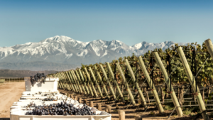 Read more about the article Mendoza’s Wine Revolution: A Tasting Tour through Argentina’s Vineyards