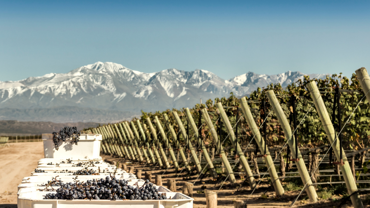 You are currently viewing Mendoza’s Wine Revolution: A Tasting Tour through Argentina’s Vineyards