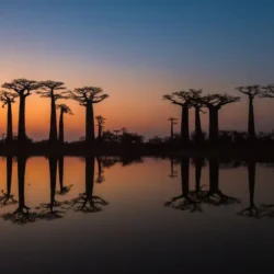 Madagascar’s Avenue of the Baobabs: Nature’s Majestic Sentinels