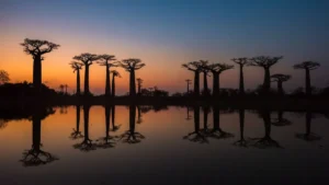 Read more about the article Madagascar’s Avenue of the Baobabs: Nature’s Majestic Sentinels