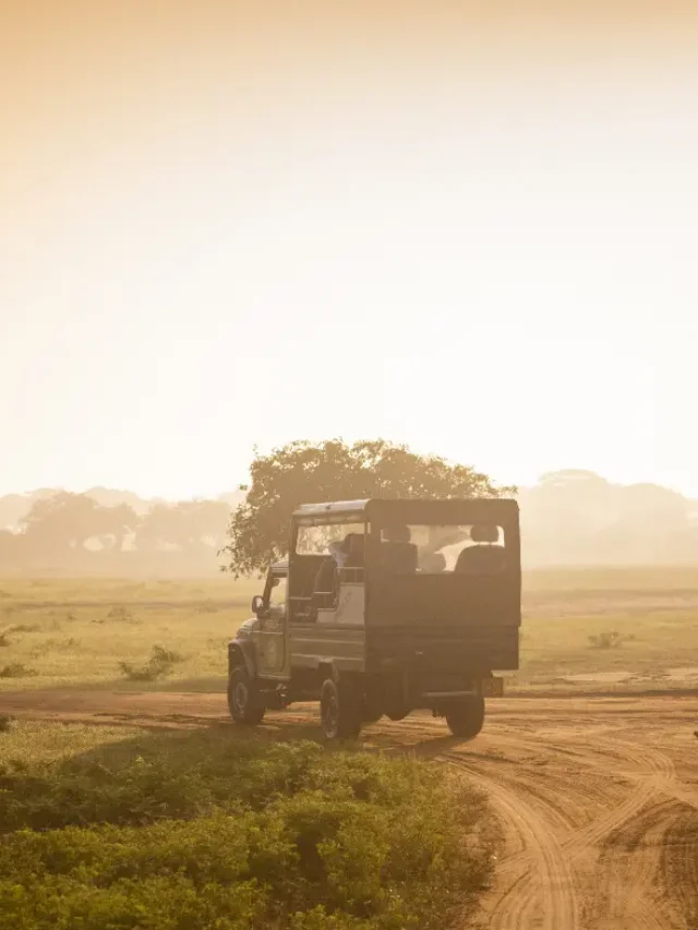 Thrilling Wildlife Safari