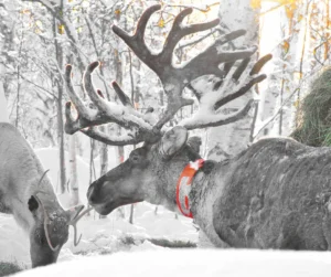 Wildlife photography - bucketlist travel to arctic circle