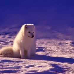Capturing the Untamed Beauty: Arctic Wildlife Photography