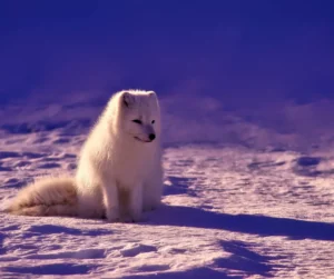 Read more about the article Capturing the Untamed Beauty: Arctic Wildlife Photography