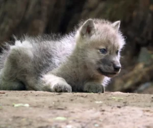 Wildlife photography - bucketlist travel to arctic circle
