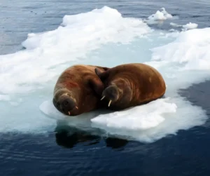 Wildlife photography - bucketlist travel to arctic circle